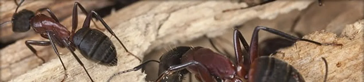 Close-up of ants on wood showing an active ant infestation in Honolulu, HI