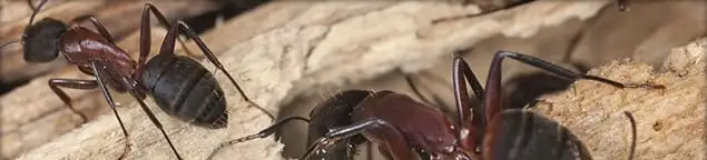 Close-up of ants on wood showing an active ant infestation in Honolulu, HI
