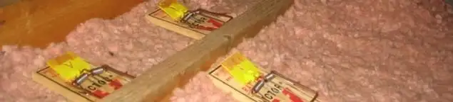 Mouse traps placed in an attic for rodent control in Honolulu, HI