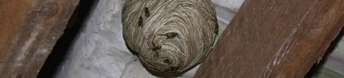 Wasp nest in an attic space, a common home infestation risk in Honolulu, HI