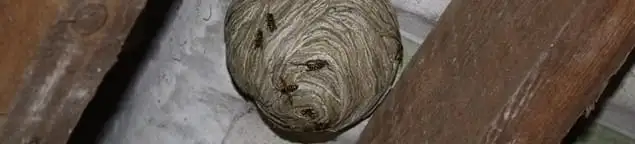 Wasp nest in an attic space, a common home infestation risk in Honolulu, HI