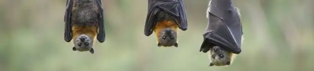 Bats roosting together, a common sign of a bat infestation in Honolulu, HI