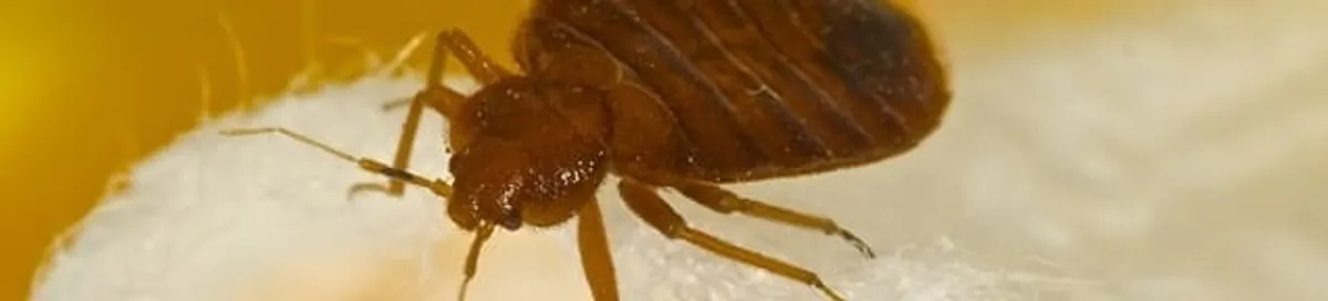Close-up of a bed bug, a sign of an active infestation in Honolulu, HI