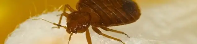 Close-up of a bed bug, a sign of an active infestation in Honolulu, HI
