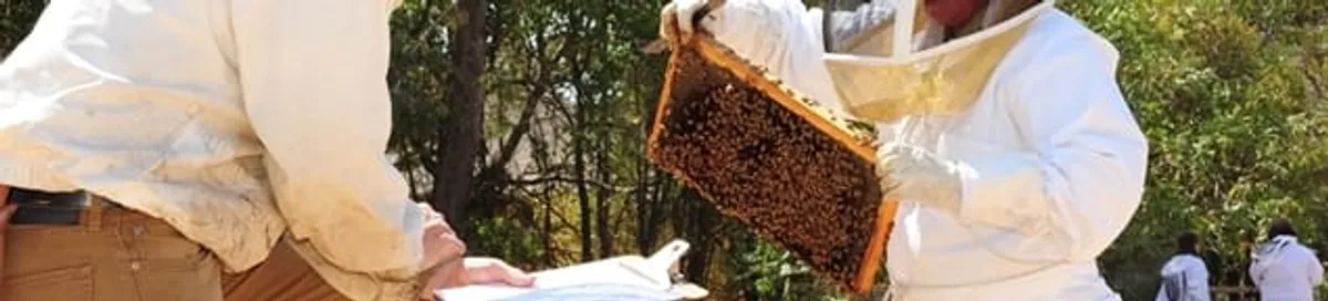 Bee removal specialists relocating a hive and honeycomb safely in Honolulu, HI