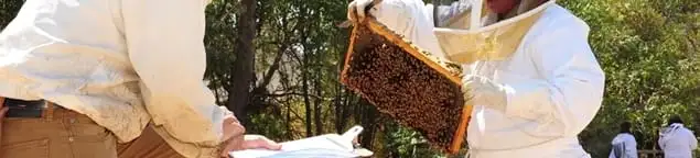 Bee removal specialists relocating a hive and honeycomb safely in Honolulu, HI