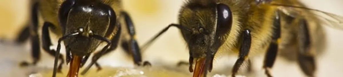 Close-up of honey bees, a sign of a nearby hive in Honolulu, HI