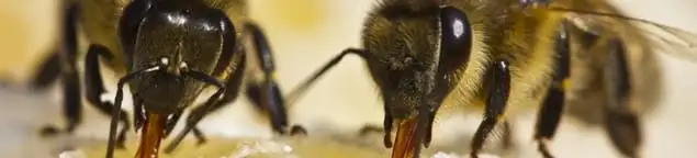 Close-up of honey bees, a sign of a nearby hive in Honolulu, HI