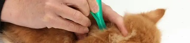 Flea treatment for pets using a flea comb, a sign of flea problems in Honolulu, HI