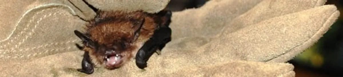 Bat removal specialist holding a bat safely during humane exclusion in Honolulu, HI