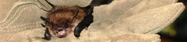 Bat removal specialist holding a bat safely during humane exclusion in Honolulu, HI