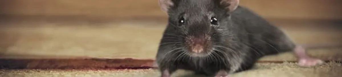 Mouse indoors, a common sign of a rodent infestation in Honolulu, HI