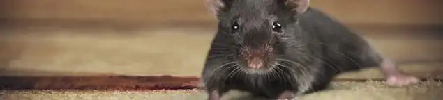 Mouse indoors, a common sign of a rodent infestation in Honolulu, HI