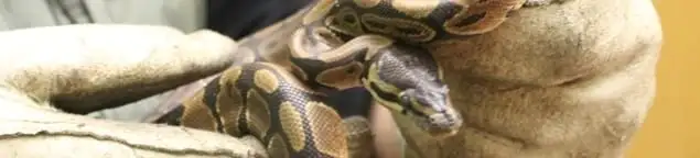 Snake removal specialist safely handling a snake with protective gloves in Honolulu, HI