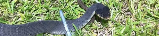 Snake in a yard, a common sign of a snake problem near a home in Honolulu, HI