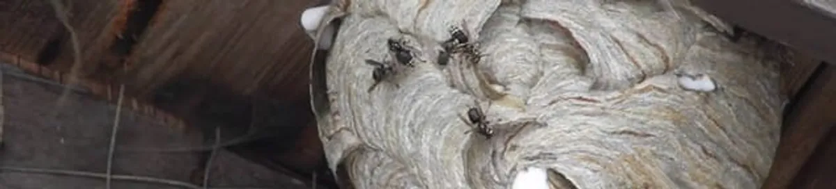 Close-up of a wasp nest with active wasps, a sign of an infestation in Honolulu, HI