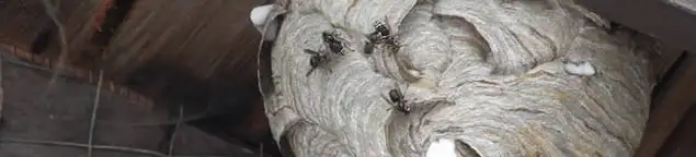 Close-up of a wasp nest with active wasps, a sign of an infestation in Honolulu, HI